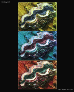 Giant clam. Canon G9. by Bea & Stef Primatesta 